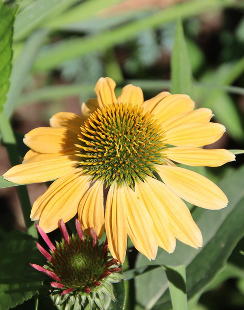 Echinacea purpurea `Mango Meadowbrite`